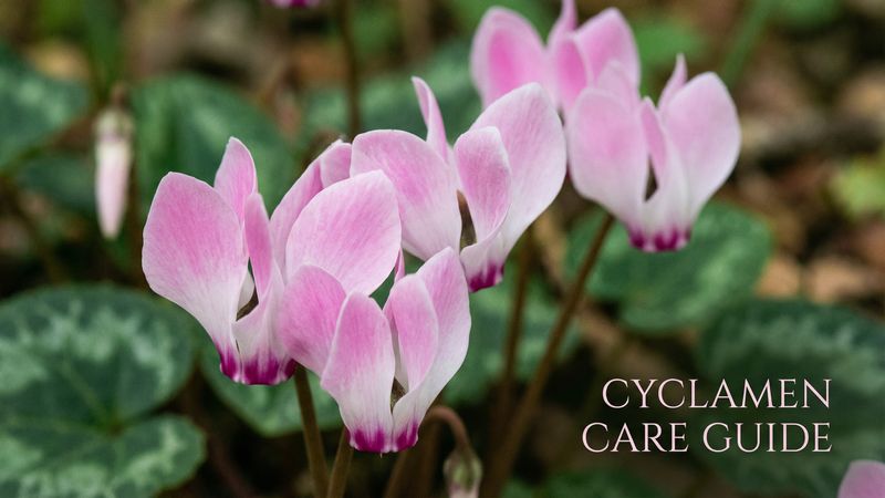 人兽仙客来养护视频